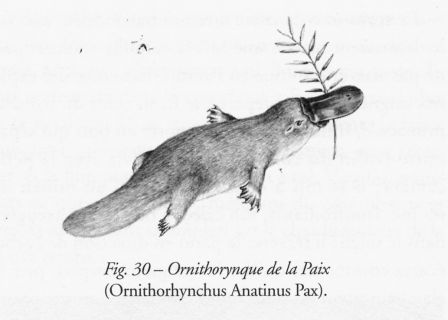 pierre_marques_ornithorynque_de_la_paix.jpg